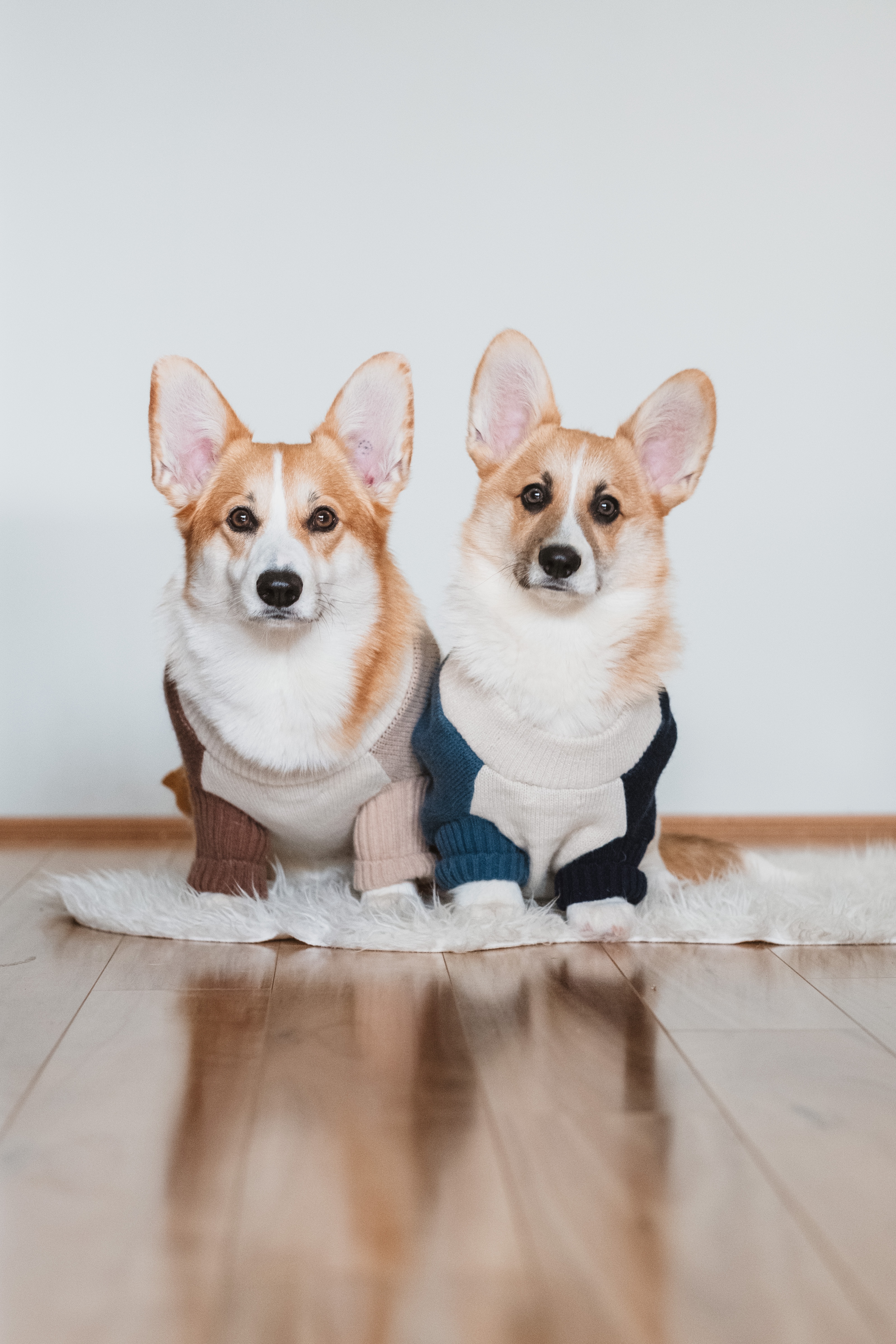 Corgis clearance wearing clothes